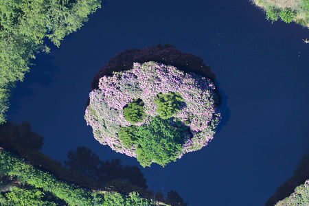 Luftaufnahme Rhododendron