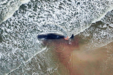Luftaufnahme Ausblutender Wal am Strand