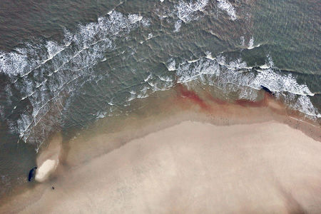 Luftaufnahme Wale auf Nordseeinsel