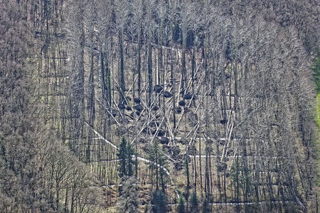 Luftaufnahme Abgeknickte Bäume